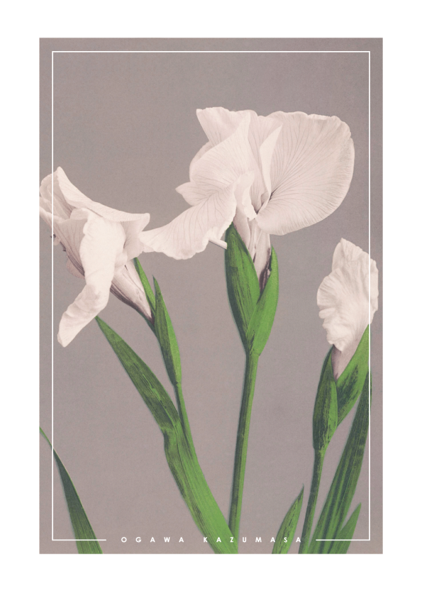 japanske fotokunst plakater med hvide iris