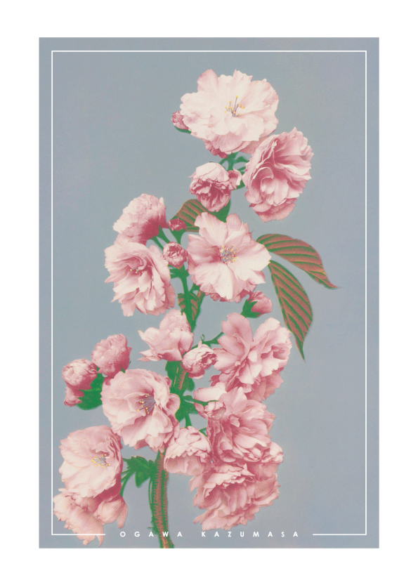 japanske fotokunst plakat med lyserøde blomster