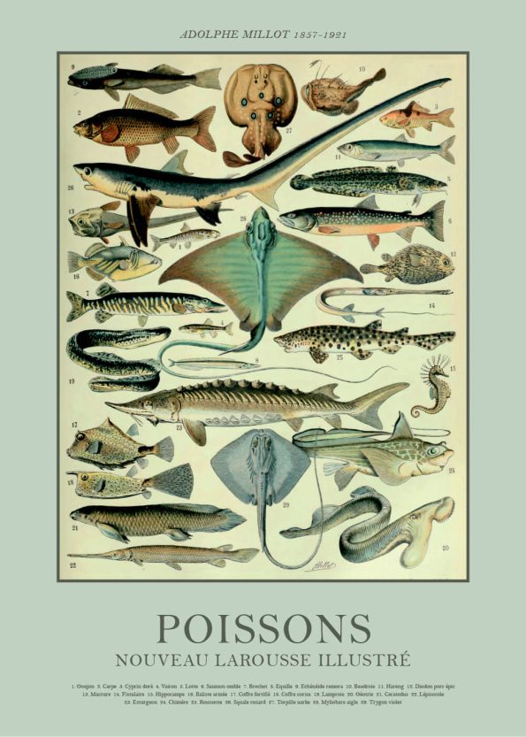 fiske plakater