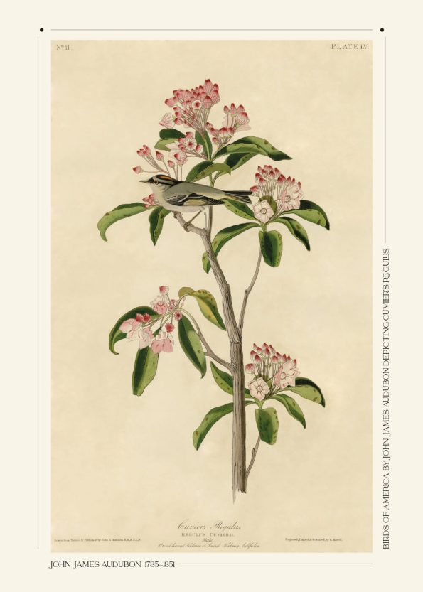 Cuviers regulus blomster plakat af John James Audubon