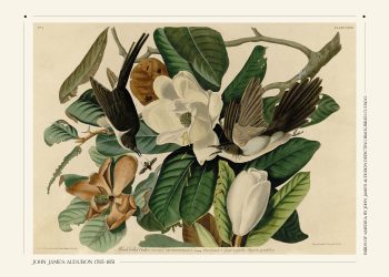 John James Audubon plakater